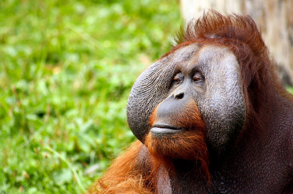 Serene Bornean orangutan in natural habitat, showcasing its expressive face.