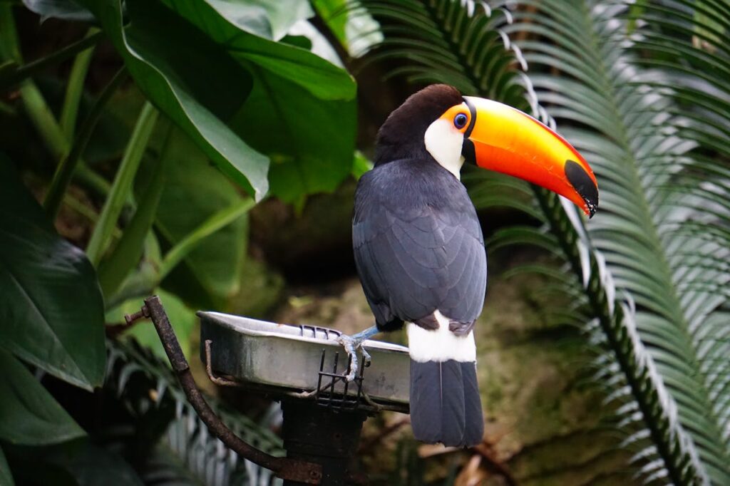 Close-up of a toco toucan perched amidst lush green foliage, showcasing its vibrant orange bill.