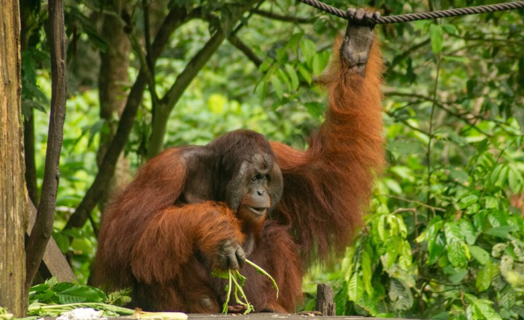 Close-up of a Sumatran orangutan in Sabah, Malaysia, amidst lush greenery, showcasing natural behavior.