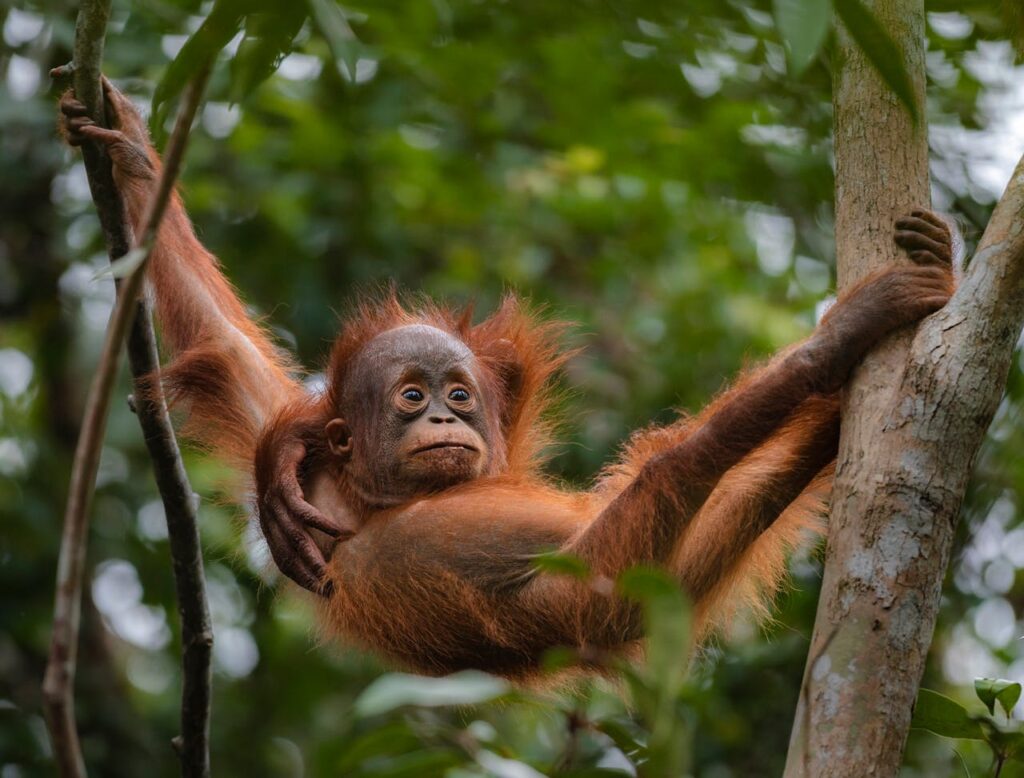 A playful orangutan hanging in the jungle, showcasing natural wildlife in its habitat.