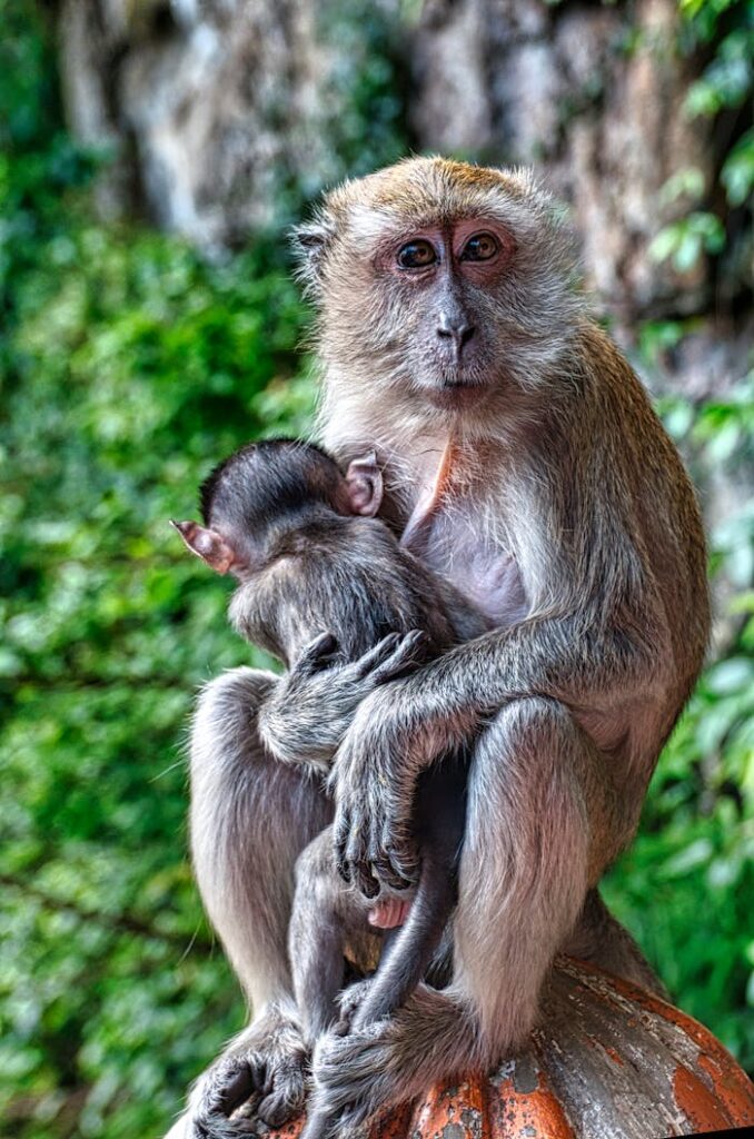 Mother macaque lovingly holds her baby at Batu Caves, showcasing wildlife care.