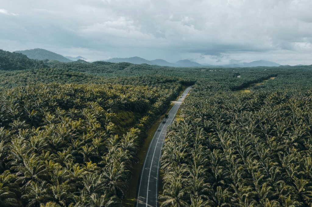 Drone view of lush palm plantation and road in Chukai, Terengganu, Malaysia.